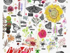 https://lisasanditz.com/files/gimgs/th-41_Amazing-Pollinators-poster-copy.jpg